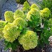 Гортензія Hydrangea paniculata Pandora 